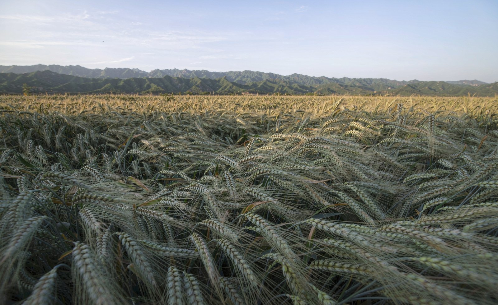 信阳优质小麦与弱筋小麦种植区